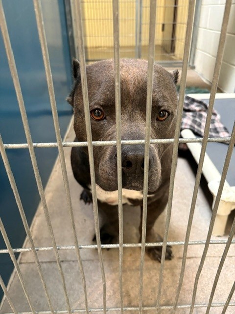Adoptable pet photo