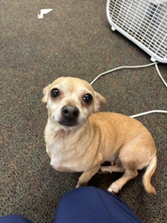 Aubrey, a Chihuahua, available for adoption