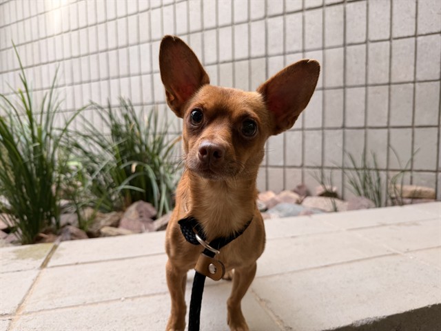 Adoptable pet photo