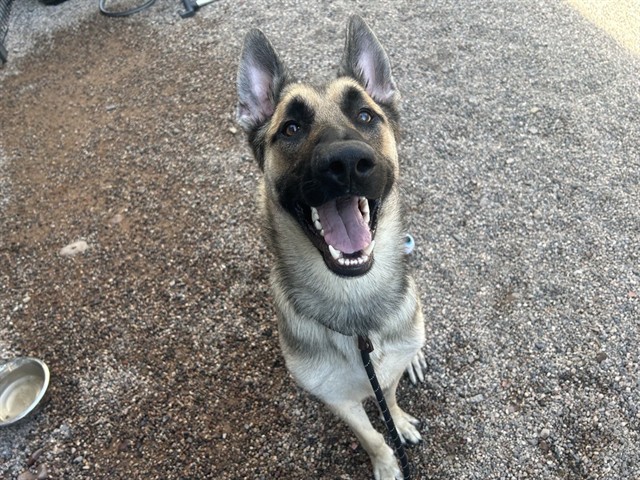 Adoptable pet photo
