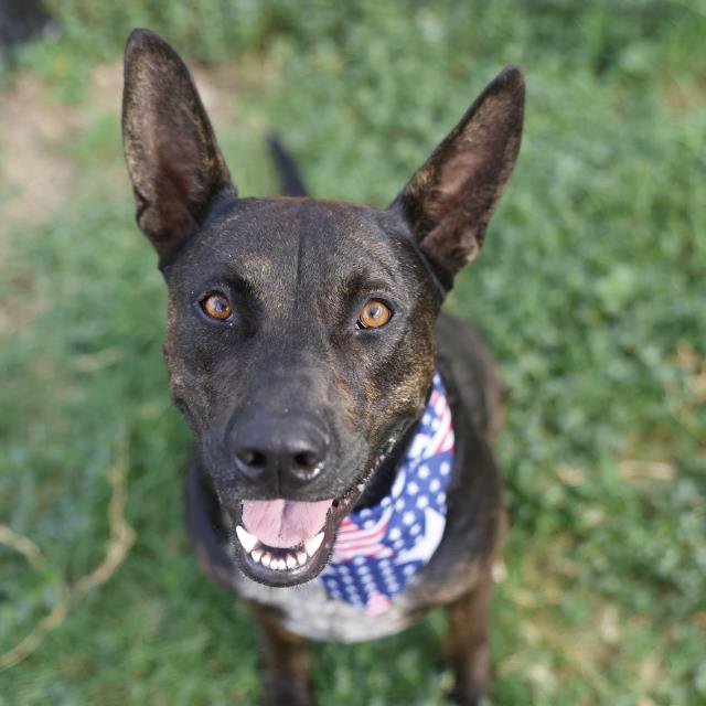 Adoptable pet photo