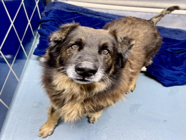 Adoptable pet photo