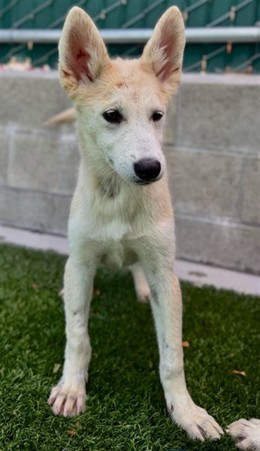 Amy, a Shepherd (mix breed), available for adoption