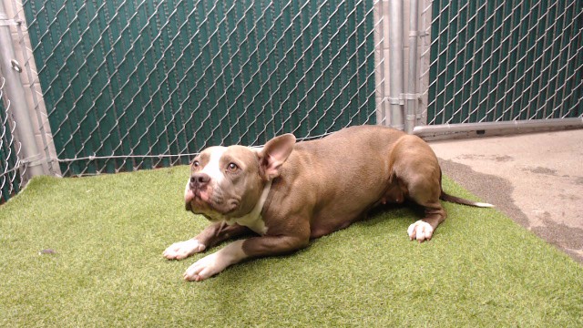 Adoptable pet photo