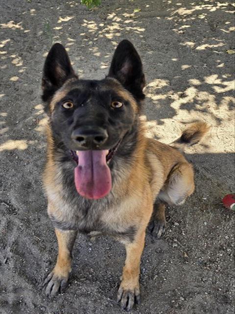 Adoptable pet photo