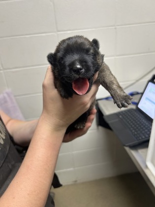 Adoptable pet photo