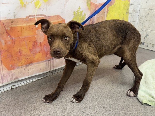 Pit Bull Terrier (mix breed) available for adoption