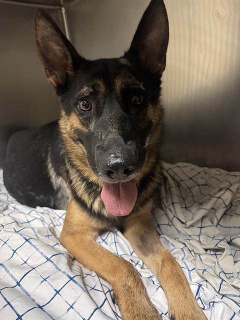 Clark, a German Shepherd, available for adoption
