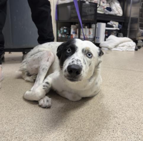 Cowie, a German Shepherd, available for adoption