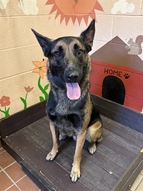 Baxter, a German Shepherd, available for adoption