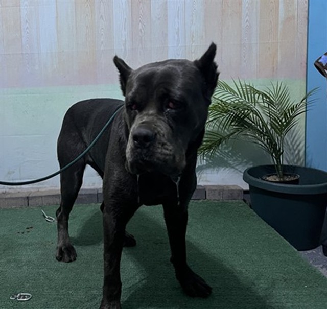 Gina, a Cane Corso Mastiff, available for adoption