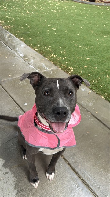 Lucy, a Pit Bull Terrier, available for adoption