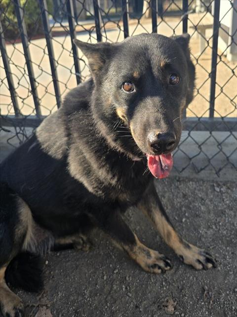 Patty, a Shepherd, available for adoption