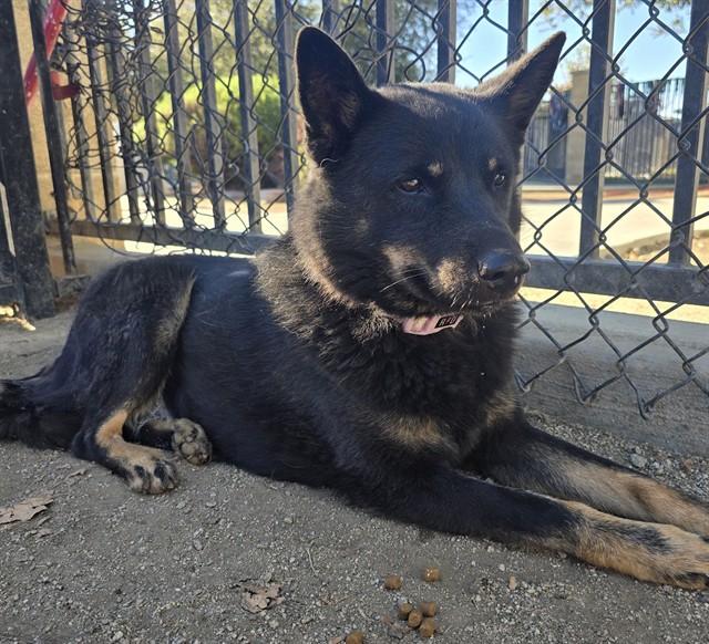 Other Photos of thie Dog