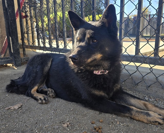 Other Photos of thie Dog
