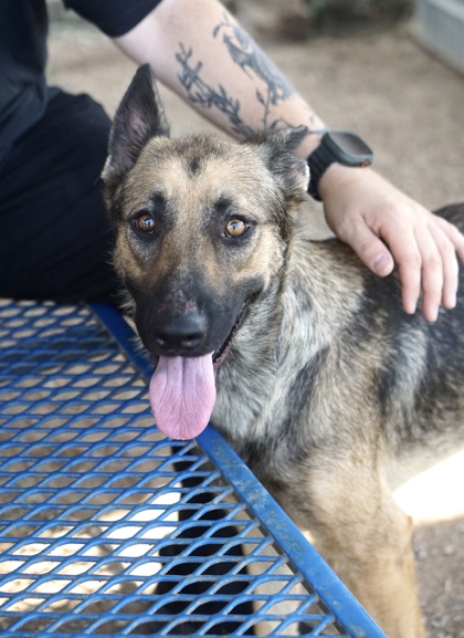 Melody, a Shepherd, available for adoption