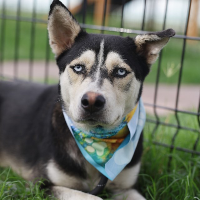Buddy, a Husky, available for adoption