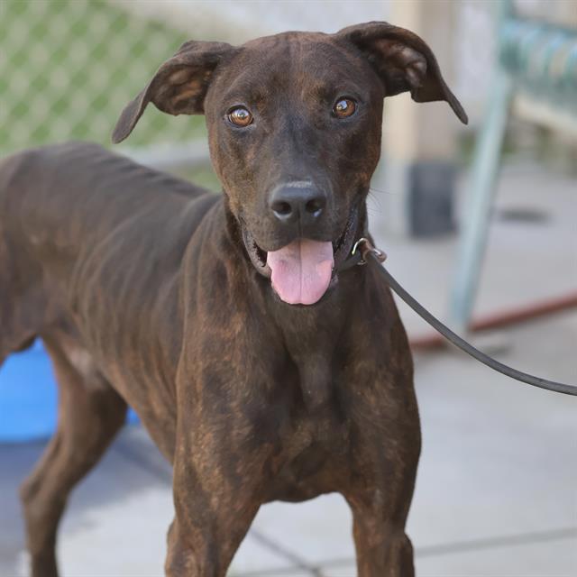 Hunter, a Plott Hound, available for adoption