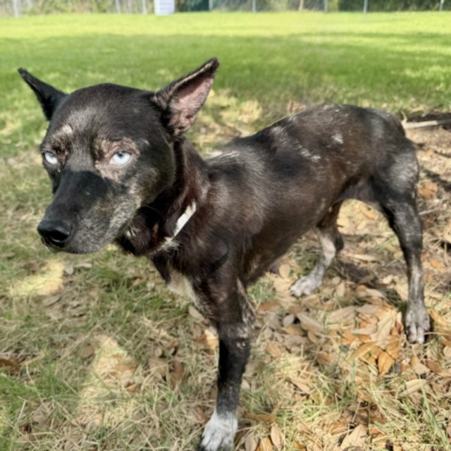 Strawberry, a Husky (mix breed), available for adoption
