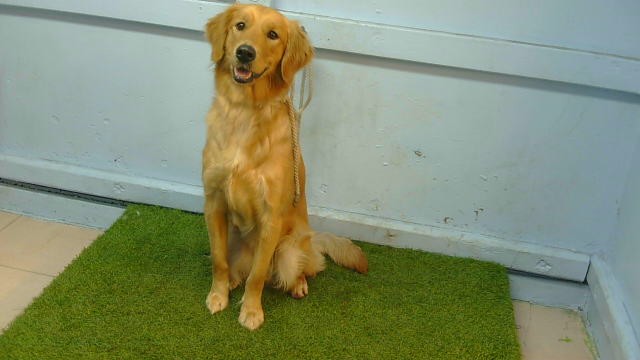 A5801259, a Golden Retriever, available for adoption