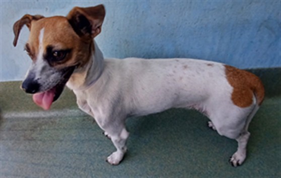 Bunny, a Chihuahua, available for adoption
