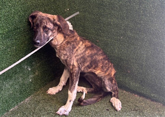Pretty Girl, a German Shepherd, available for adoption