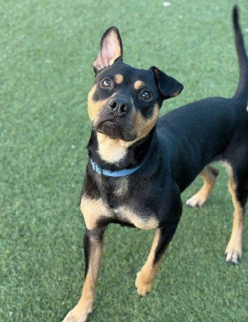 Chief, a American Staffordshire Terrier (mix breed), available for adoption