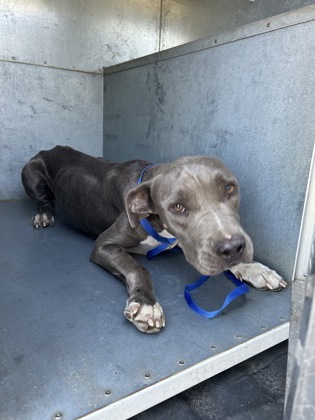 Willow, a Pit Bull Terrier, available for adoption
