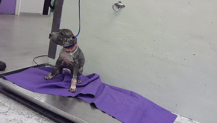 Pepper, a Staffordshire Bull Terrier (mix breed), available for adoption