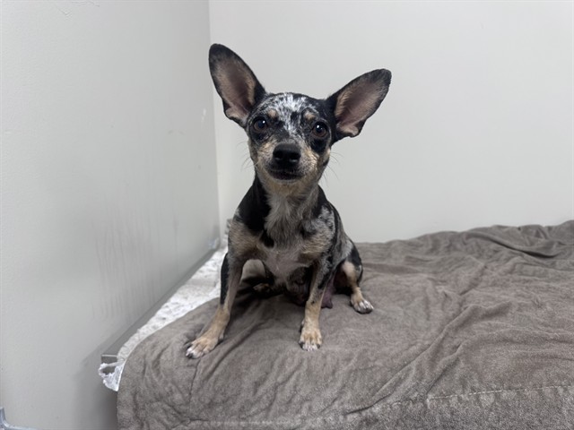 A5802319, a Chihuahua, available for adoption
