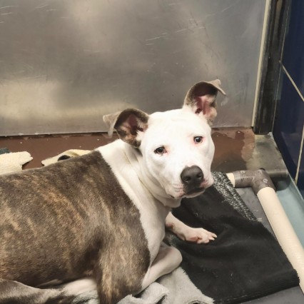 Noelle, a Staffordshire Bull Terrier (mix breed), available for adoption