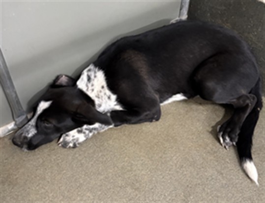 A035166, a Retriever (mix breed), available for adoption