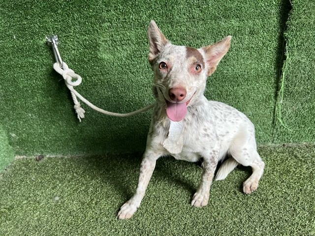 Ruby, a Australian Cattle Dog/Blue Heeler, available for adoption