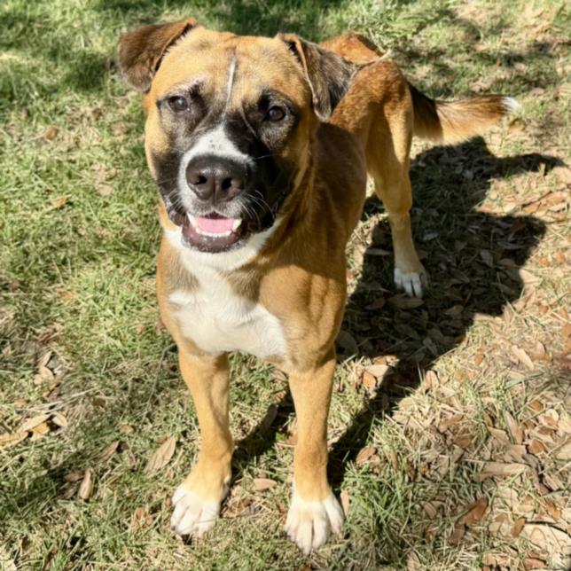 Bravo, a Staffordshire Bull Terrier (mix breed), available for adoption