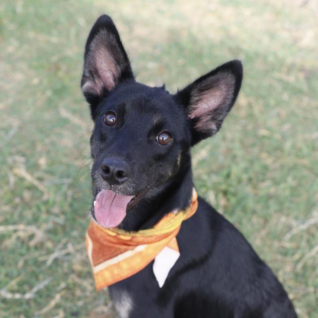 Demitri, a Dutch Shepherd (mix breed), available for adoption