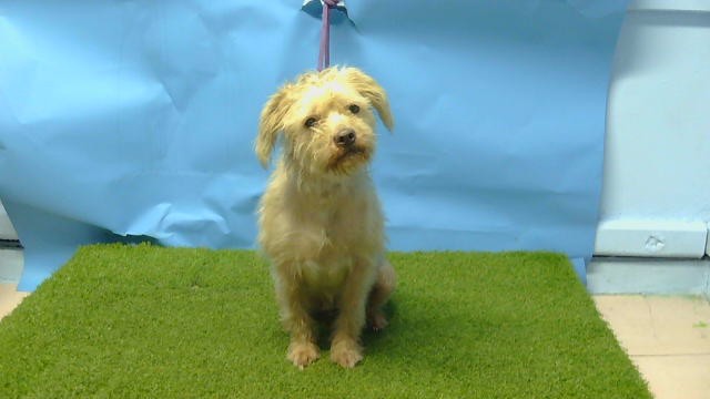 A5803539, a Terrier, available for adoption