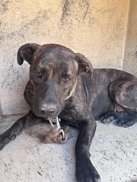 A481218, a Pit Bull Terrier (mix breed), available for adoption