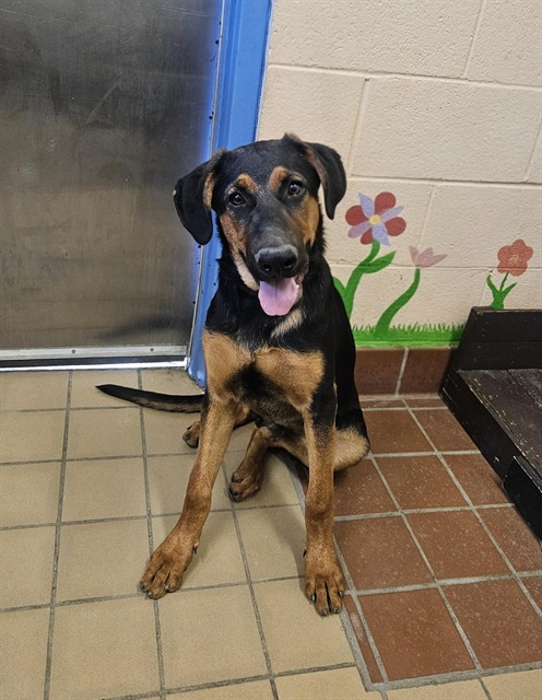 Thor, a Doberman Pinscher, available for adoption