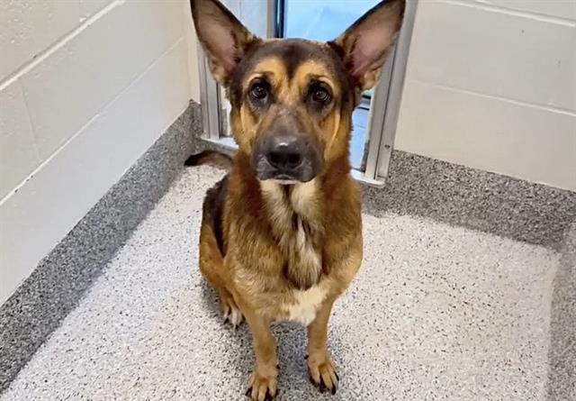 Goose, a German Shepherd, available for adoption