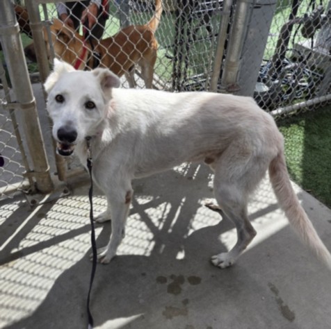 Benji, a German Shepherd, available for adoption
