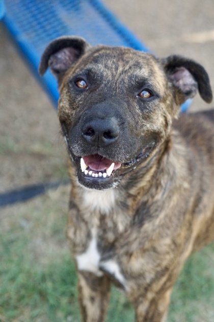 Marco, a Pit Bull Terrier, available for adoption
