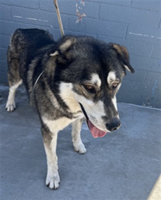 Hachi, a German Shepherd, available for adoption