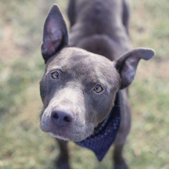Juju, a American Staffordshire Terrier (mix breed), available for adoption
