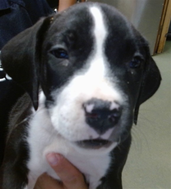 Oreo, a Pit Bull Terrier, available for adoption