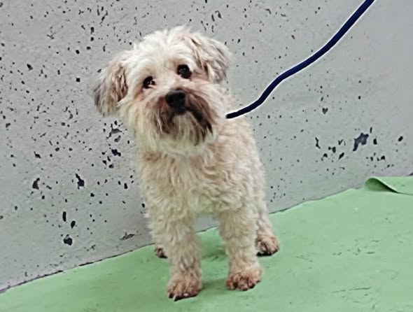 Ricky, a Havanese, available for adoption