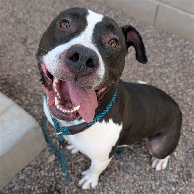Eddie, a Pit Bull Terrier (mix breed), available for adoption