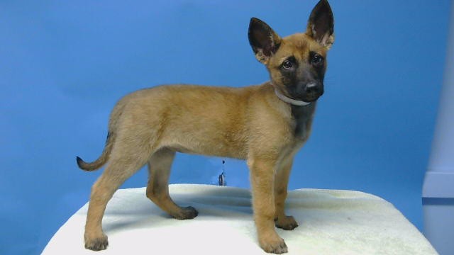 Nina, a Belgian Shepherd Malinois, available for adoption