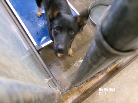 Teddy, a German Shepherd, available for adoption