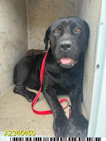 Matilda, a Black Labrador Retriever, available for adoption