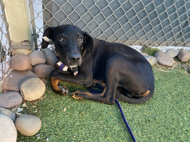 Binky, a Doberman Pinscher (mix breed), available for adoption
